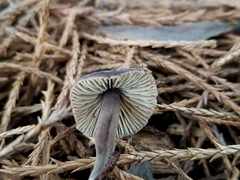 Macrocystidia cucumis