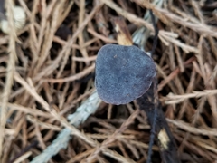Macrocystidia cucumis
