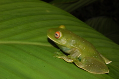 Aplastodiscus leucopygius