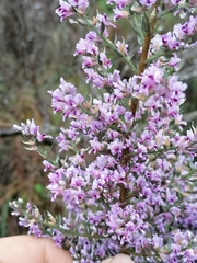 Amphithalea violacea