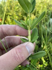Hypericum crux-andreae