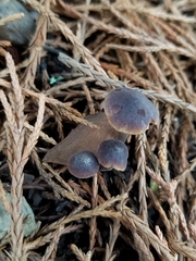 Macrocystidia cucumis
