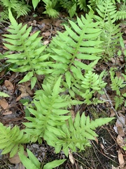 Lorinseria areolata image