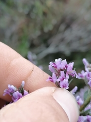 Amphithalea violacea