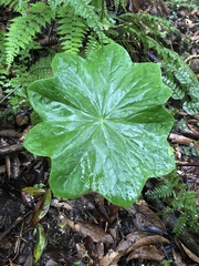 Dysosma pleiantha