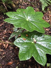 Dysosma pleiantha