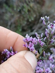 Amphithalea violacea