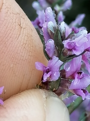 Amphithalea violacea