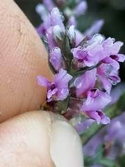 Amphithalea violacea