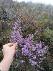 Amphithalea violacea