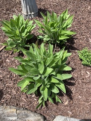 Digitalis grandiflora