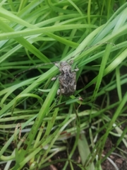 Lagocheirus araneiformis