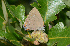 Satyrium calanus godarti