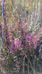 Erica nudiflora