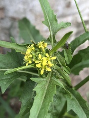 Sisymbrium irio