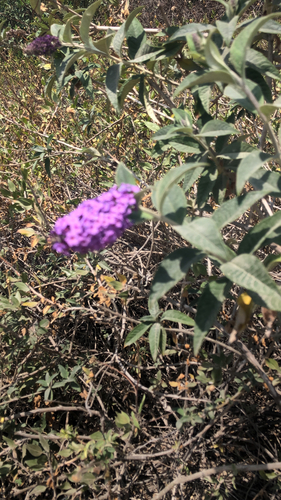 iNaturalist observation photo of Butterfly bush