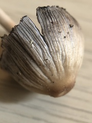 Coprinellus