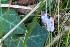 Melanthia procellata
