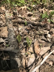 Claytonia caroliniana