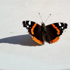 Vanessa atalanta