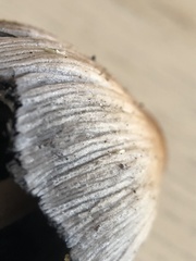 Coprinellus