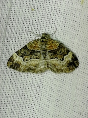 Xanthorhoe biriviata