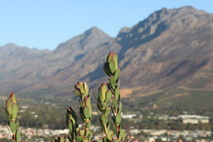 Leucadendron discolor