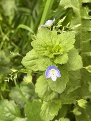 Veronica persica