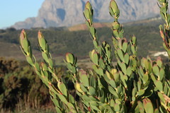 Leucadendron discolor