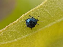 Pterocolus ovatus