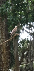 Buteo lineatus