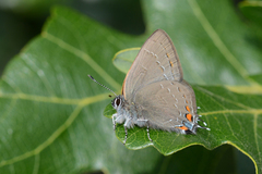 Satyrium calanus godarti