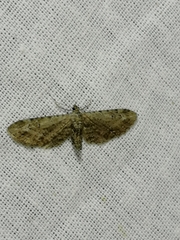 Eupithecia innotata
