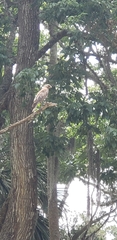 Buteo lineatus