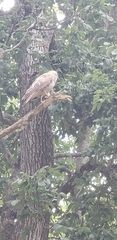 Buteo lineatus