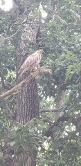 Buteo lineatus