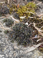 Grimmia pulvinata