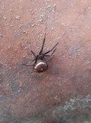 Steatoda