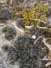 Grimmia pulvinata