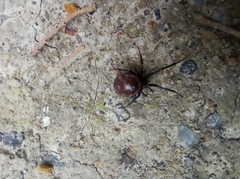 Steatoda