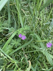 Geranium pusillum