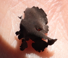 Umbilicaria polyphylla