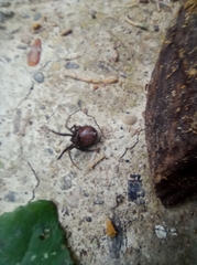 Steatoda