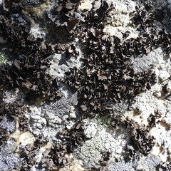 Umbilicaria polyphylla