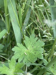 Geranium pusillum