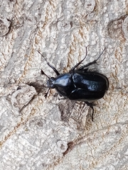 Cotinis antonii