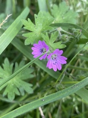 Geranium pusillum
