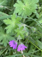 Geranium pusillum