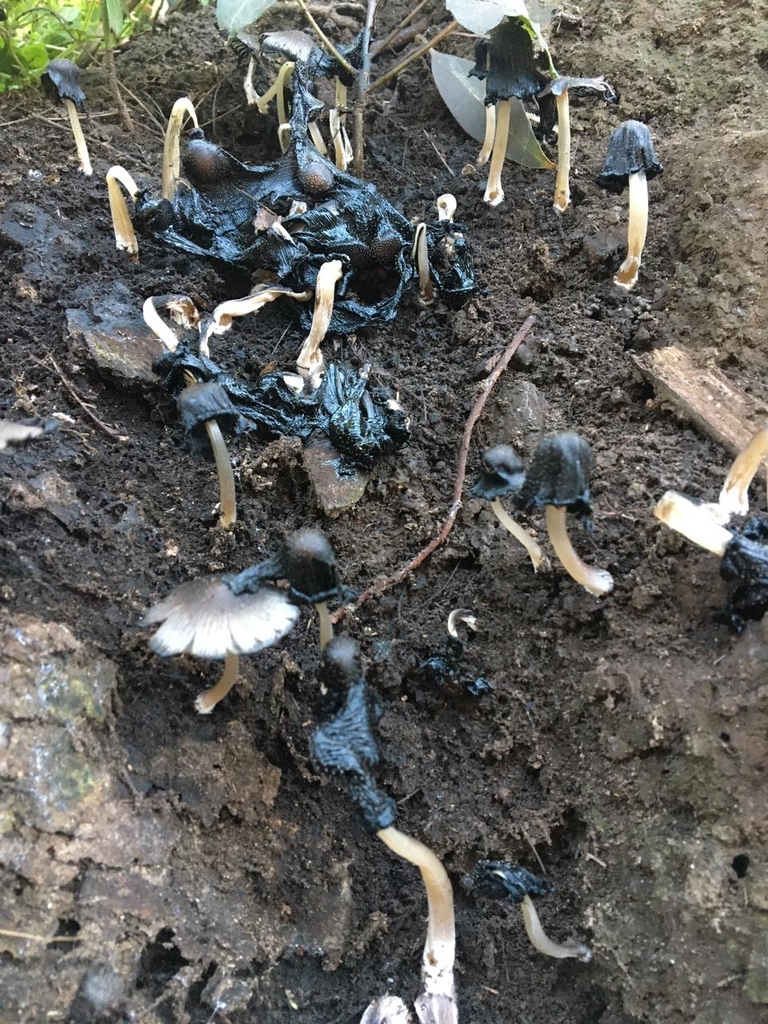 Coprinellus micaceus · May 2021 · photo: © soldemarmaulina (iNaturalist, cc-by)