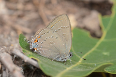 Satyrium calanus godarti